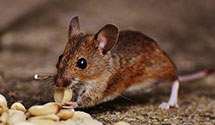 Find Exterminators in Shenandoah County